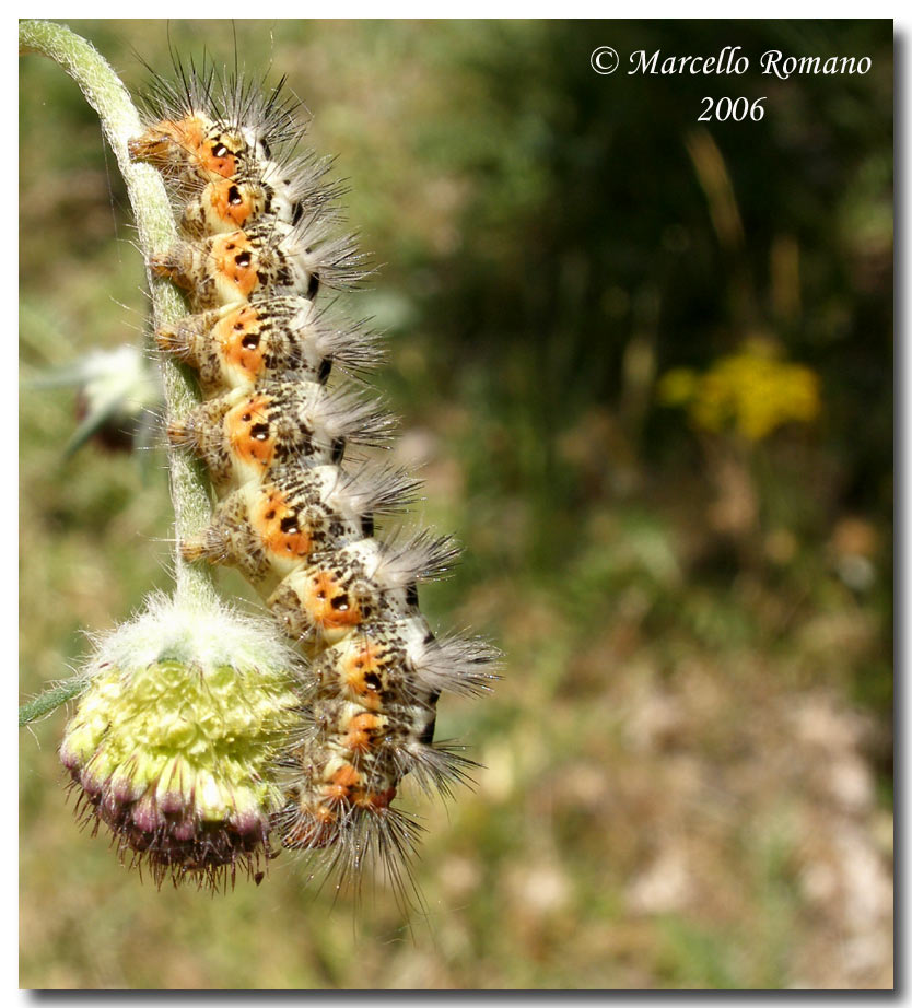 Bruco di Acronicta euphorbiae (Lep. Noctuidae)